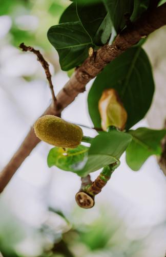 菠萝菠萝蜜正在播放视频